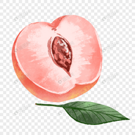 樱花直播